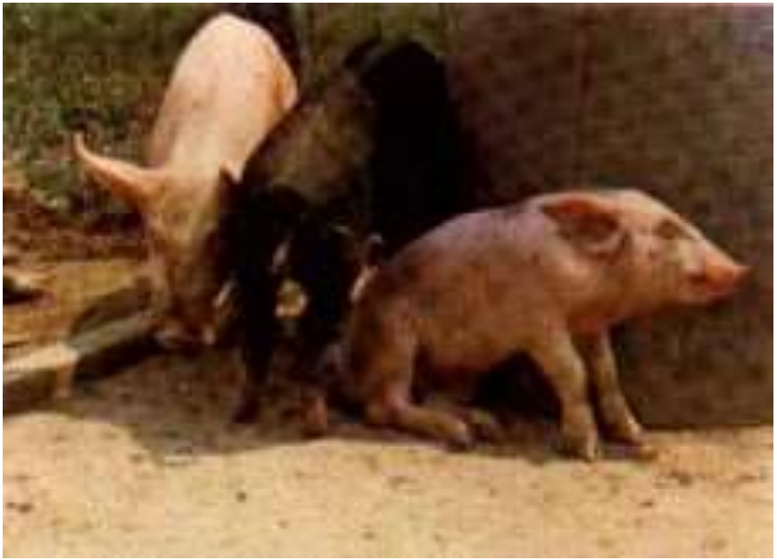 Эшерихиоз и сальмонеллез сельскохозяйственных животных - изображение NITA FARM
