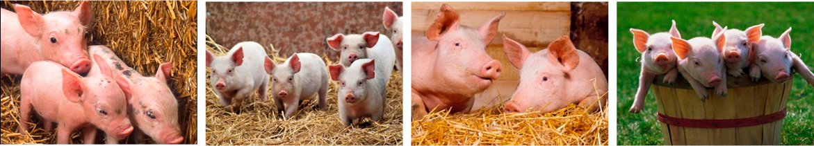Лечебные мероприятия при респираторных заболеваниях и заболеваниях жкт у свиней