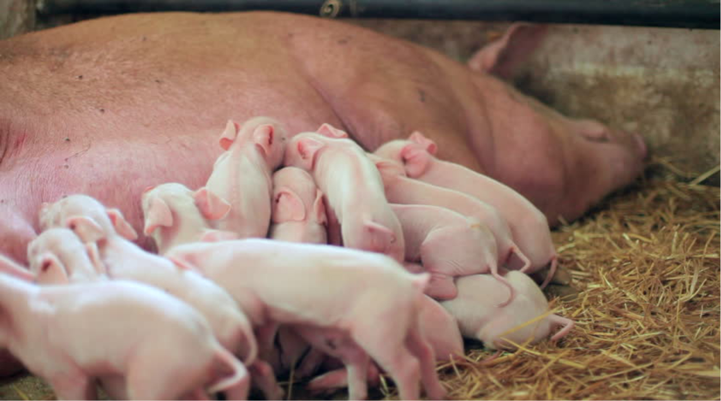 Функциональные нарушения работы желудочно-кишечного тракта у групп подсоса и отъема свиней