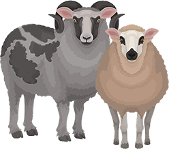Схема лечебно-профилактических обработок овец в течение года