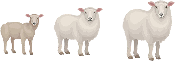 Схема лечебно-профилактических обработок овец в течение года
