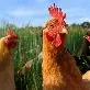 Открыта регистрация на Форум ANIMALPROFI "Современные технологии в промышленном птицеводстве" НИТА-ФАРМ