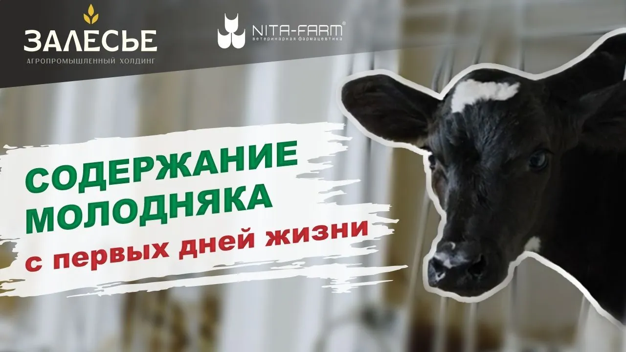 Особенности содержания молодняка КРС НИТА-ФАРМ