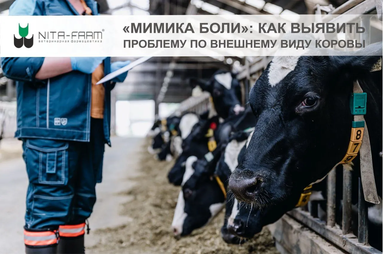 «Мимика боли»: как выявить проблему со здоровьем по внешнему виду коровы?