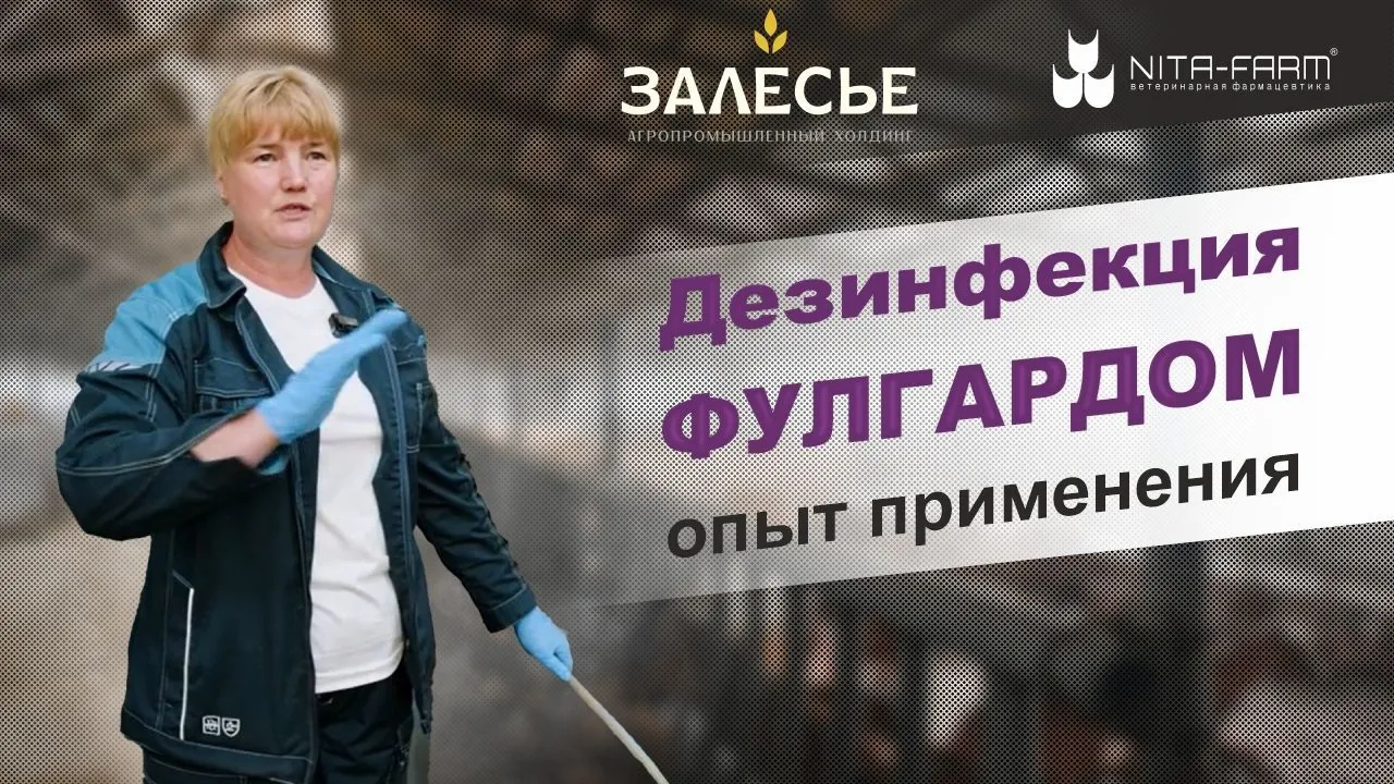 Дезинфекция в животноводстве: опыт применения средства Фулгард®  НИТА-ФАРМ