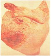 Тиалонг - антибактериальный препарат для лечения свиней при заболеваниях бактериальной и микоплазменной этиологии - изображение NITA FARM
