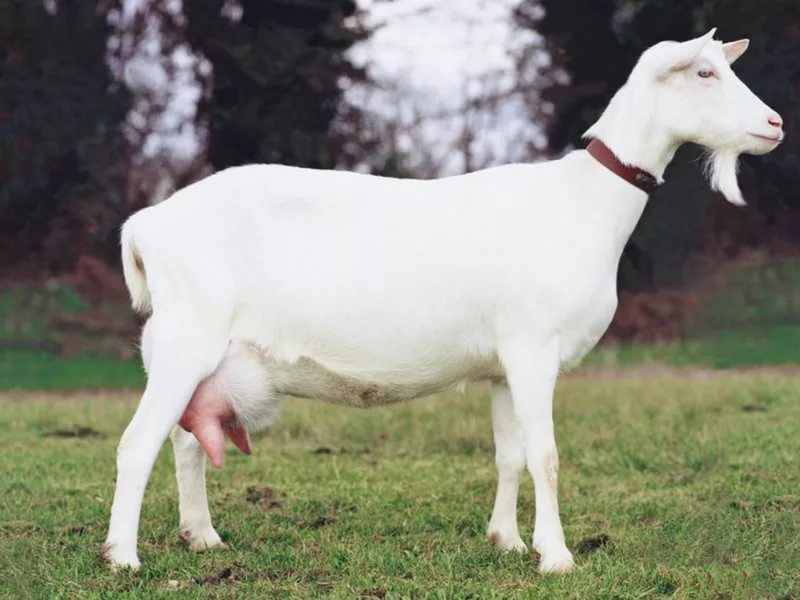 Маститы у коз: признаки и лечение 
