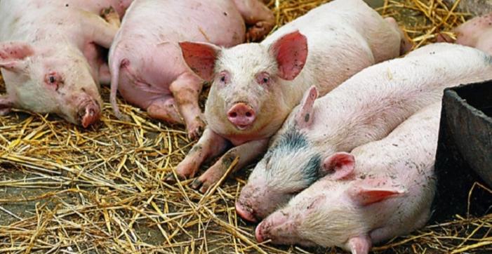 Фото хламидиоза свиней