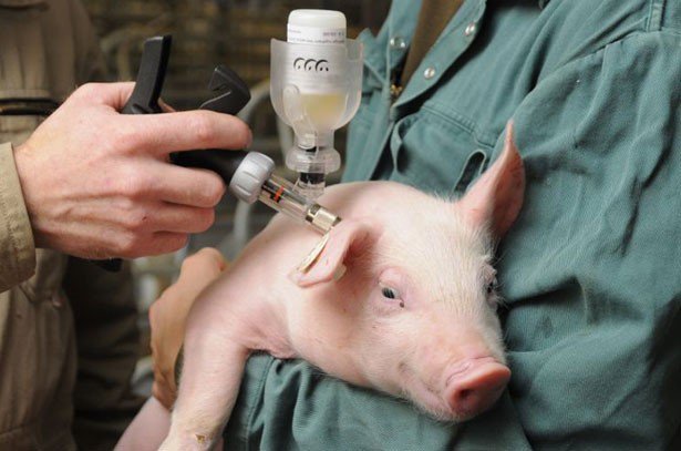 Вакцина лептоспироза свиней