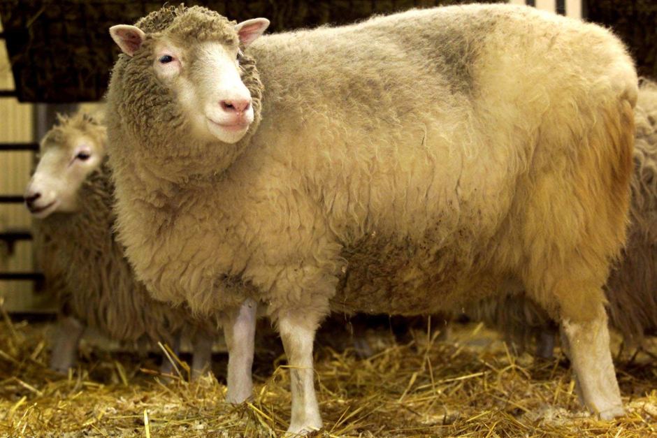 эстроз овец фото