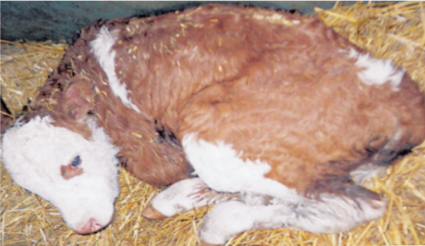 Болезни сельскохозяйственных животных и птиц: причины, профилактика и лечение