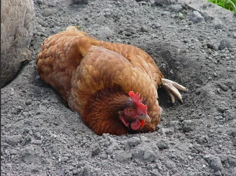 Курица зарылась в землю