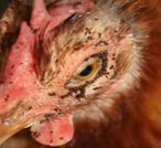 Красный куриный клещ в промышленном птицеводстве - изображение NITA FARM