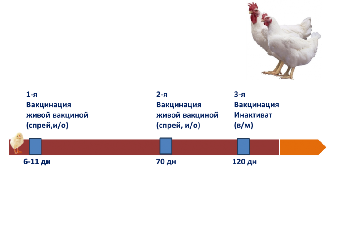 Метапневмовирусная инфекция (aMPV) у птицы - симптомы, схемы лечения и профилактика от NITA-FARM