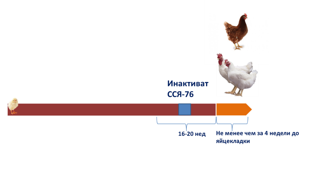 Синдром снижения яйценоскости (EDS) у птицы - симптомы, схемы лечения и профилактика от NITA-FARM