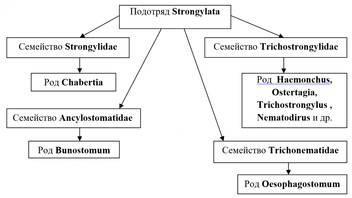 Лечение и профилактика кишечных стронгилятозов жвачных  - изображение NITA FARM