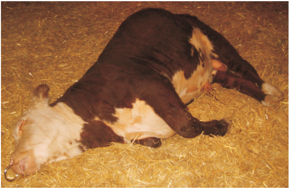 Седативный, анальгезирующий, анестезирующий и миорелаксирующий препарат Ксиланит для сельскохозяйственных животных - изображение NITA FARM