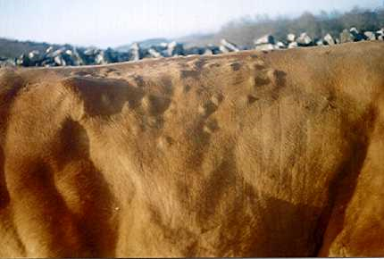 Лечение и профилактика гиподерматоза крупного рогатого скота и эстроза овец - изображение NITA FARM