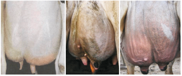 Комплексная терапия маститов коров и ММА-синдрома свиней - изображение NITA FARM